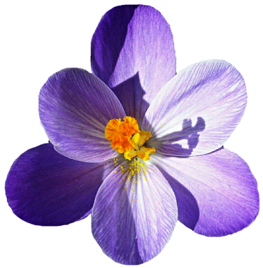 Spring Crocus PNG Clipart Pic