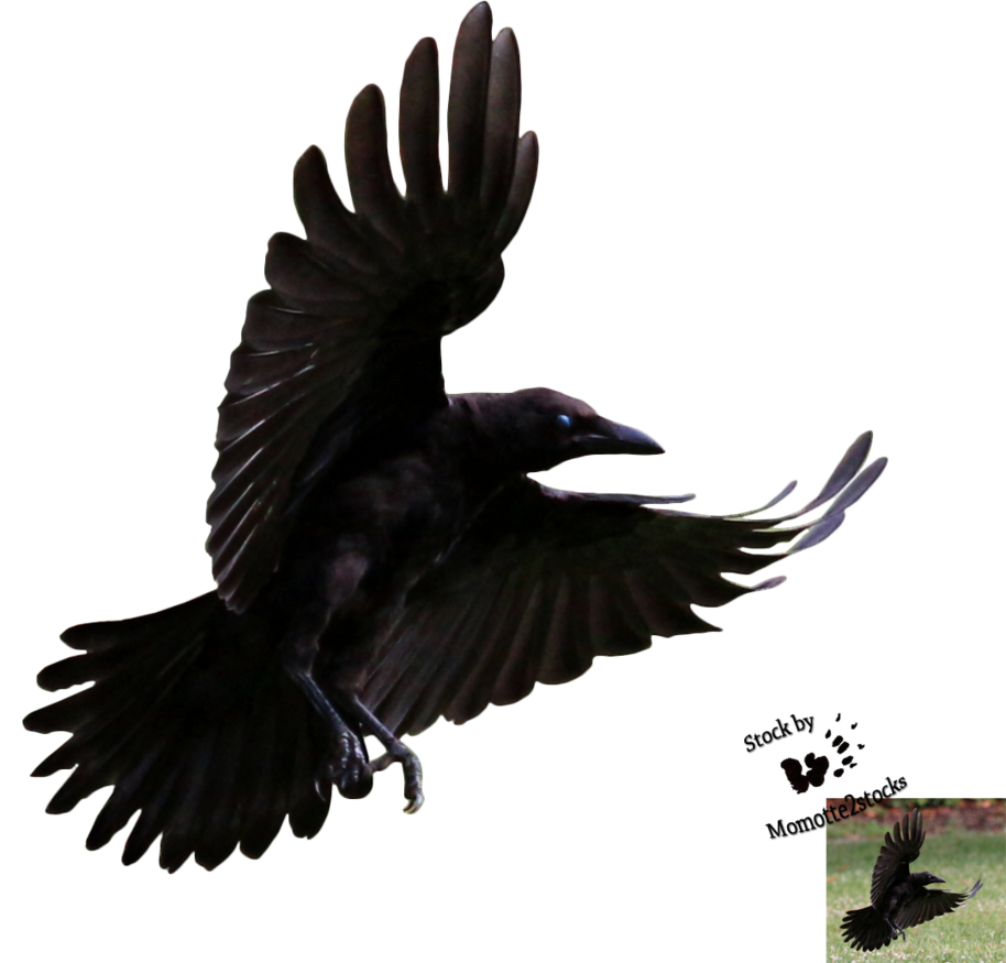 Crow HD PNG - 118750