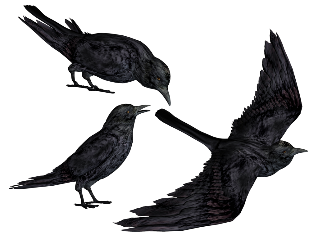 Crow HD PNG - 118739