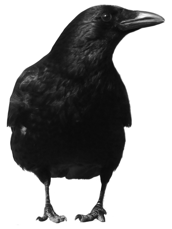 Crow PNG - 10316