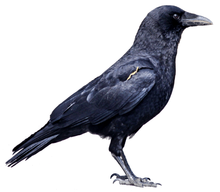 Crow PNG - 10321