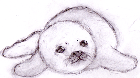 Cute Baby Seal PNG - 162385