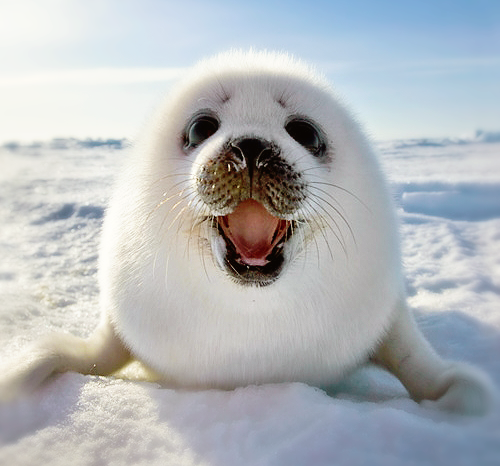 Cute Baby Seal PNG - 162371