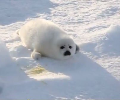 Cute Baby Seal PNG - 162386
