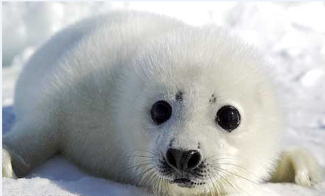 Cute Baby Seal - Lots of clip