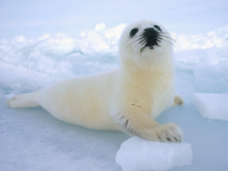 Cute Baby Seal PNG - 162379