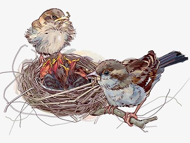 Cute Bird Nest PNG - 136052