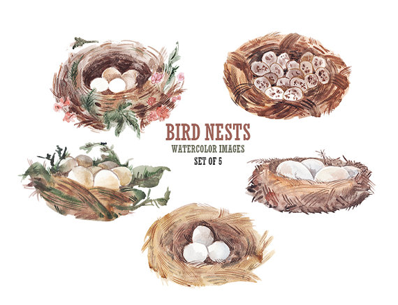 Cute Bird Nest PNG - 136050