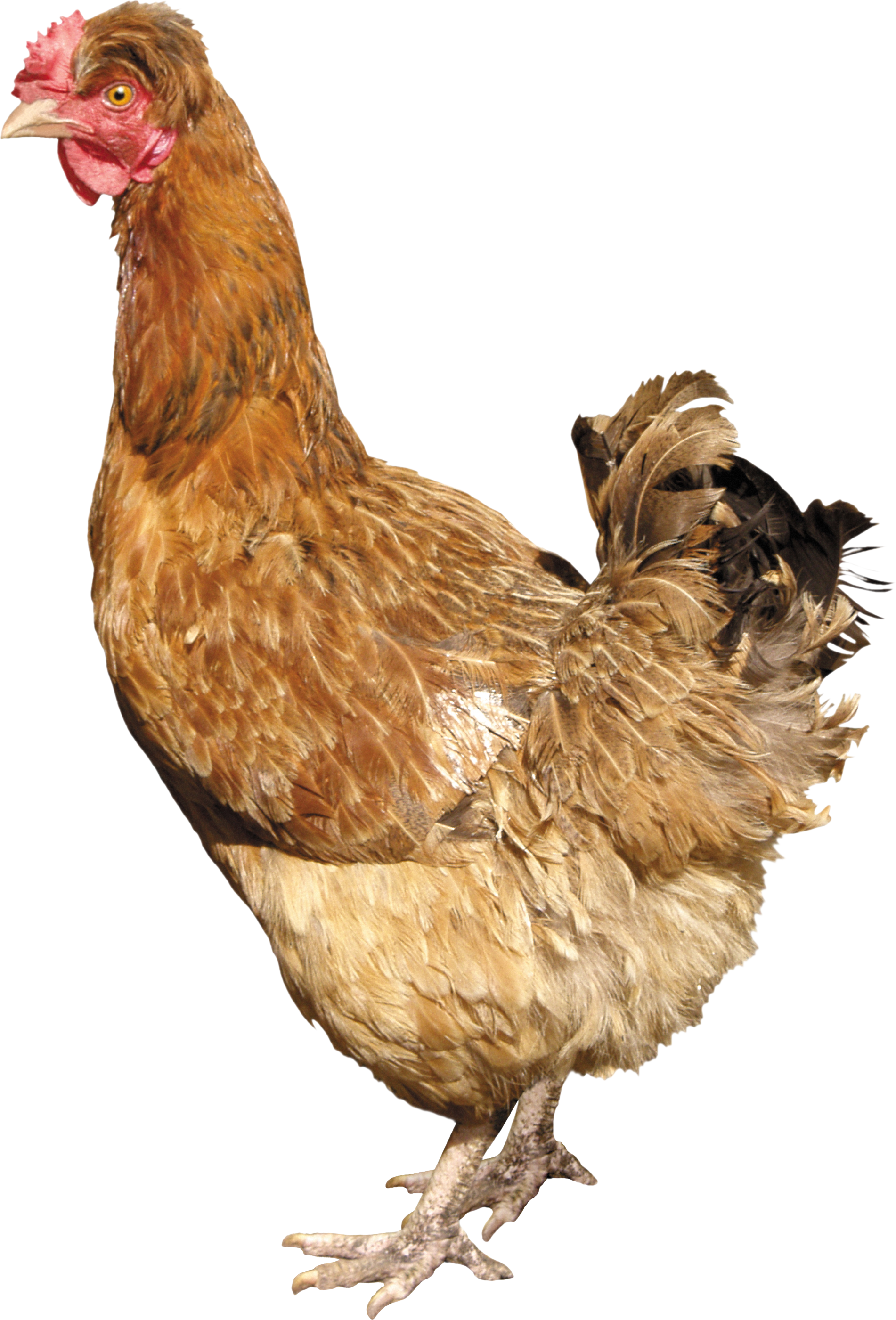 Cute Chicken PNG HD - 121133