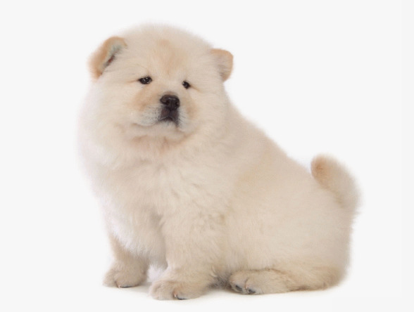 Cute Dog PNG HD - 145970