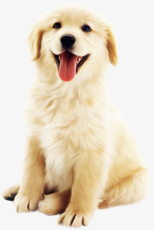 cute dog, Golden, Puppy, Anim