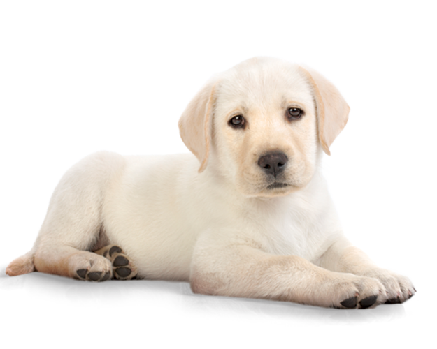Cute Dog PNG HD - 145958