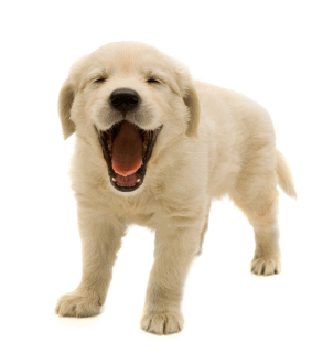 Cute Dog PNG HD - 145962