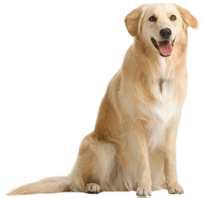 Animated Dog Images - Widescr