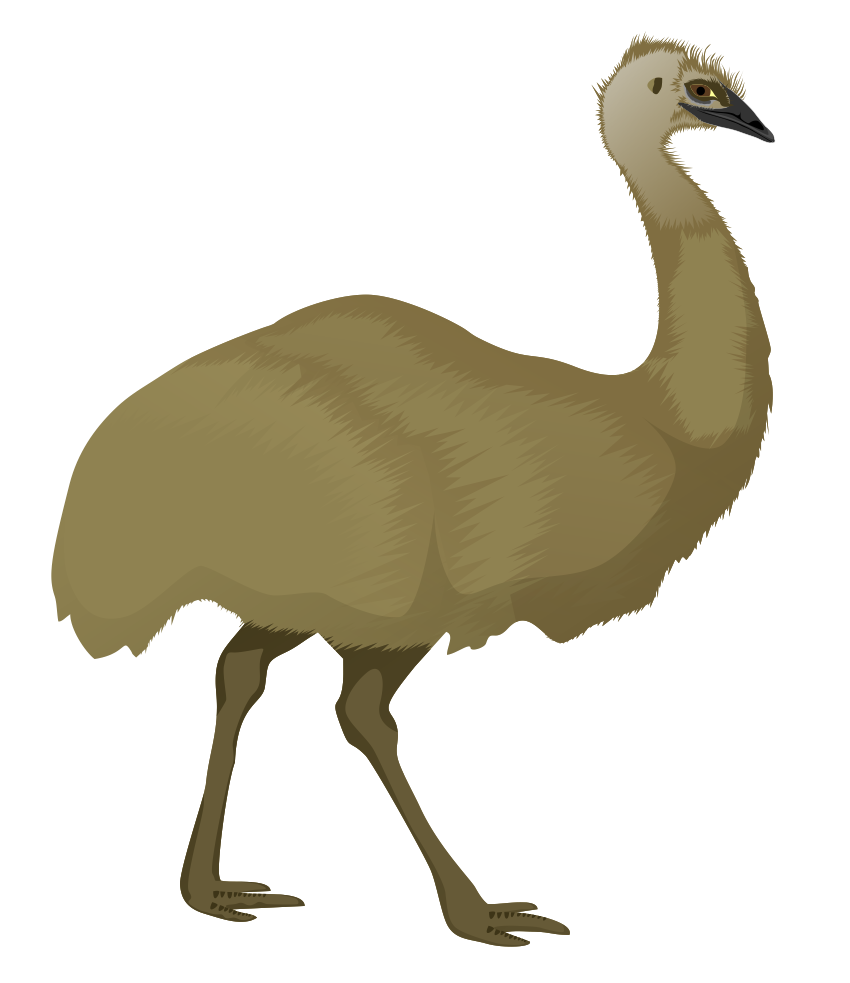 pin Emu clipart cute #14