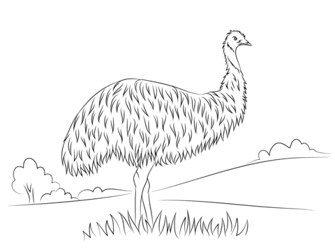 Cute Emu PNG - 63748
