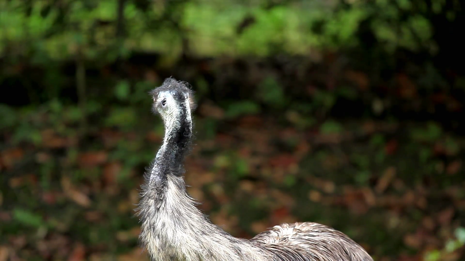 Cute Emu PNG - 63753