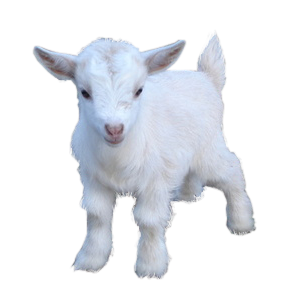 Cute clipart baby goat #1