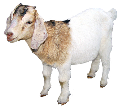 Cute Goat PNG HD - 127855