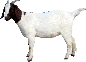 Cute Goat PNG HD - 127859
