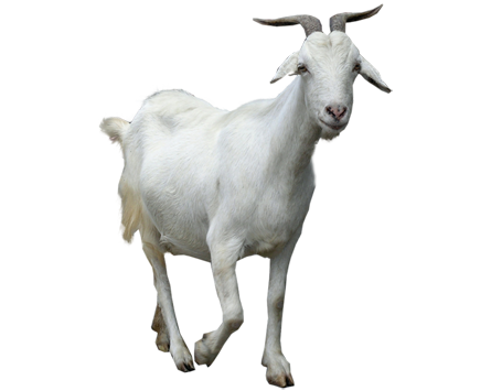 Cute Goat PNG HD - 127854