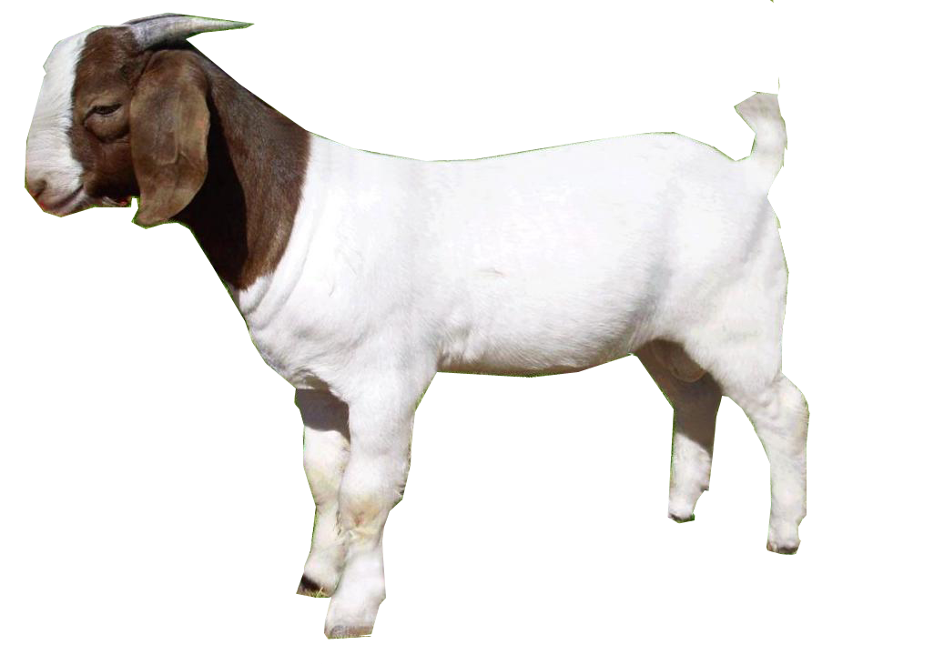 Cute Goat PNG HD - 127852