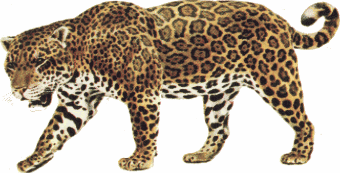 Cute Jaguar PNG - 70052