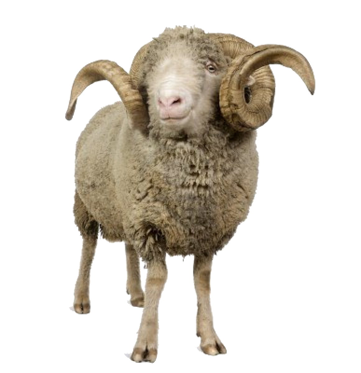 Cute Lamb PNG HD - 126041