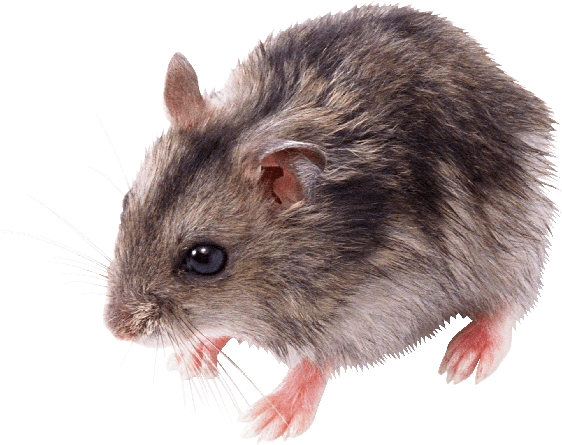 Cute Rat PNG - 75511