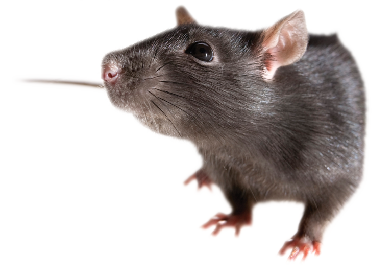 Cute Rat PNG - 75513