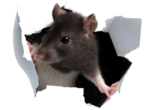 Cute Rat PNG - 75502