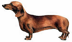 Dachshund Dog PNG - 134884