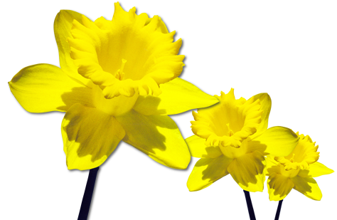 Daffodils 2 PNG by EveBlackwo