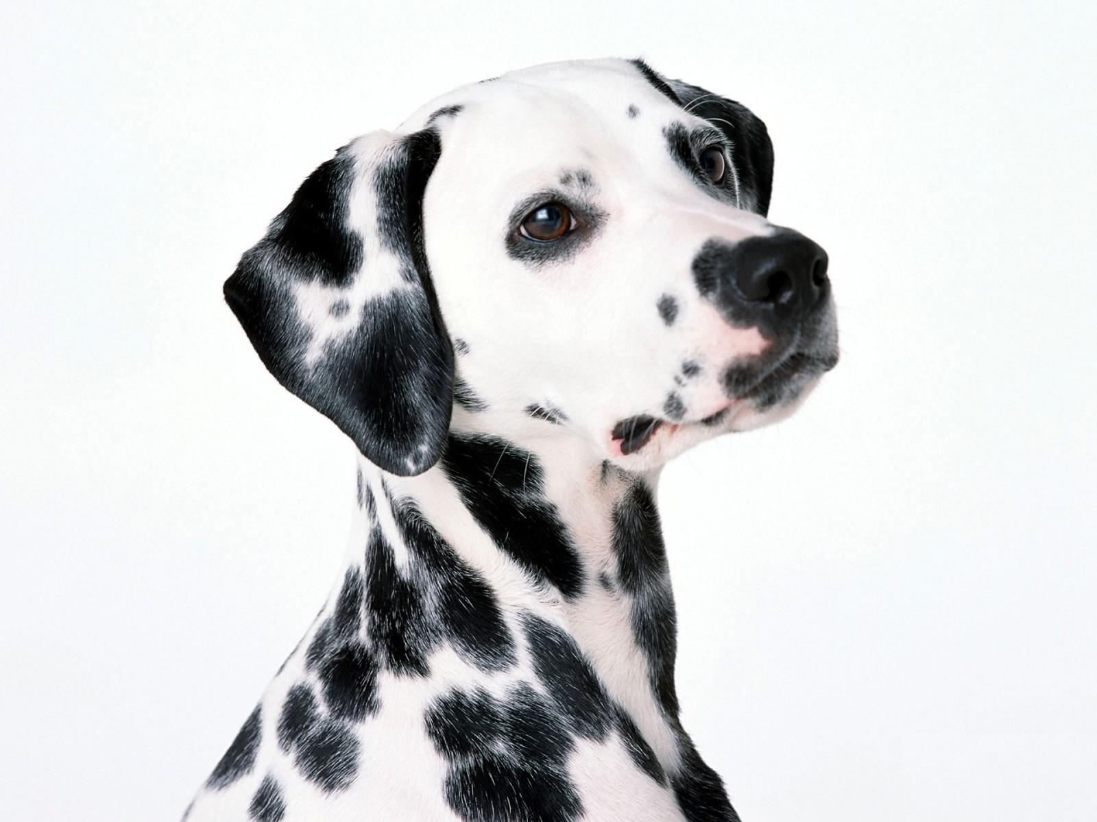 Dalmatian Dog PNG - 135283