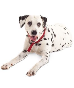 Dalmatian Dog PNG - 135277