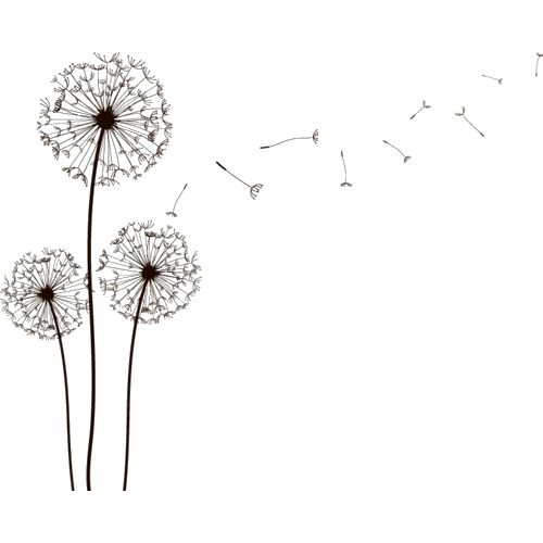 vector hand-painted dandelion