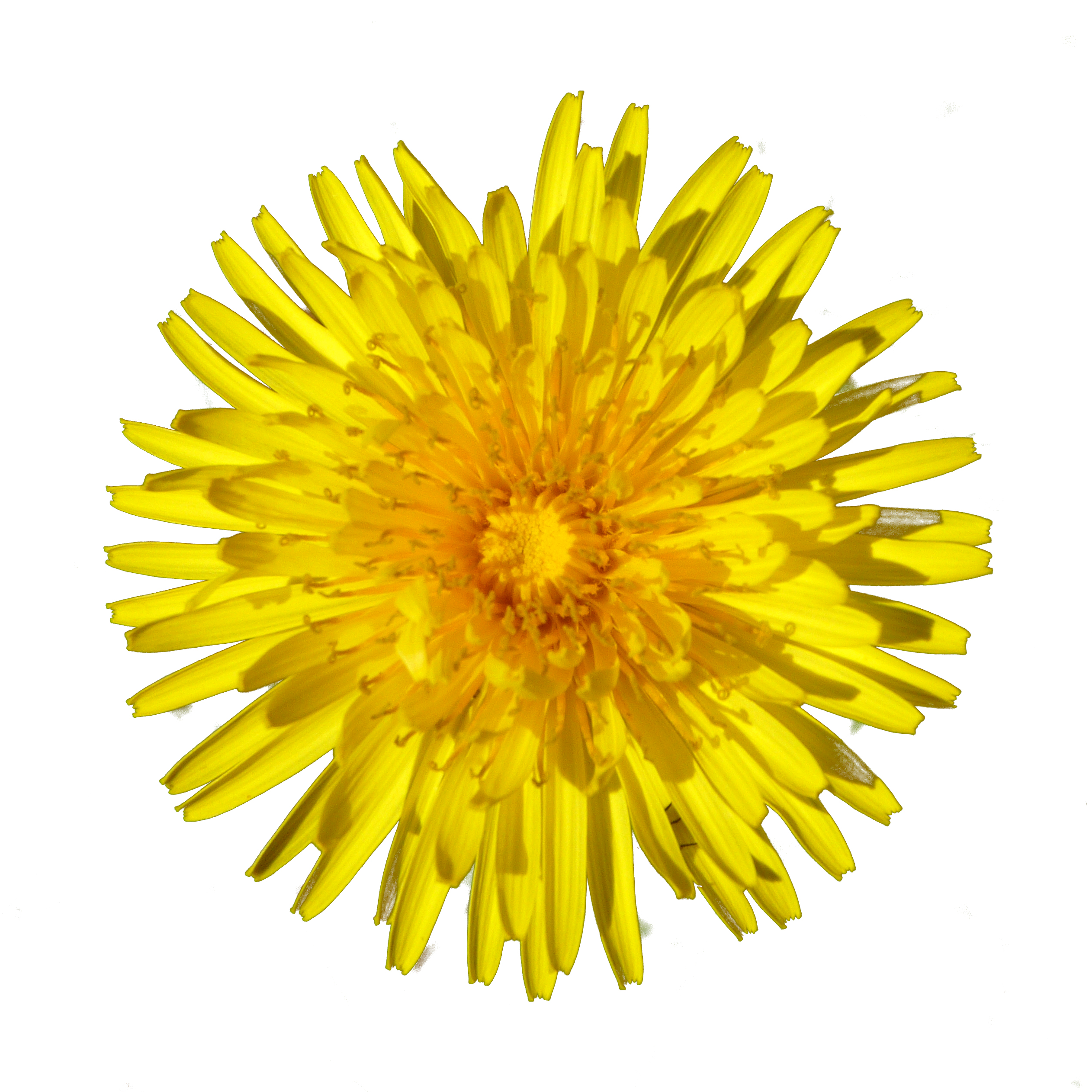 Dandelion Flower PNG Images u