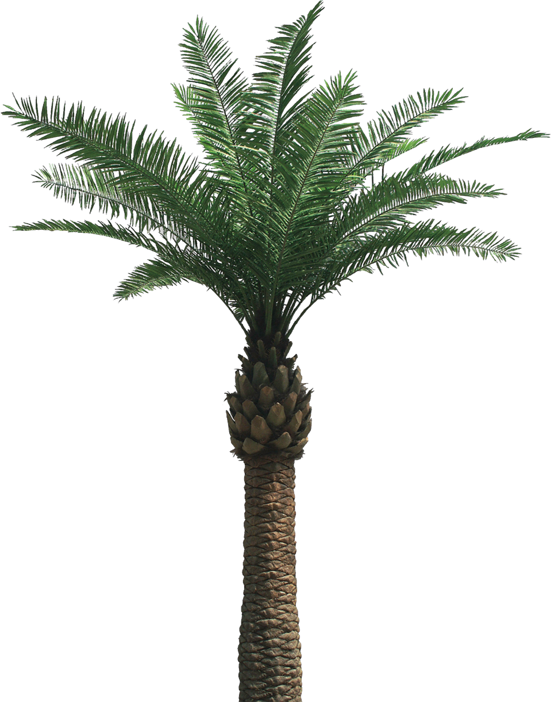 Palm Plant Png Image image #4