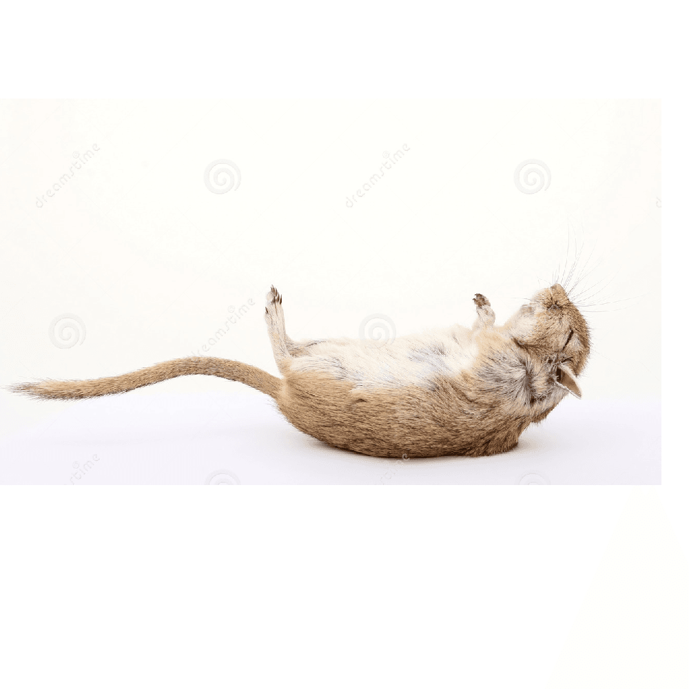 Dead Animal PNG - 170578