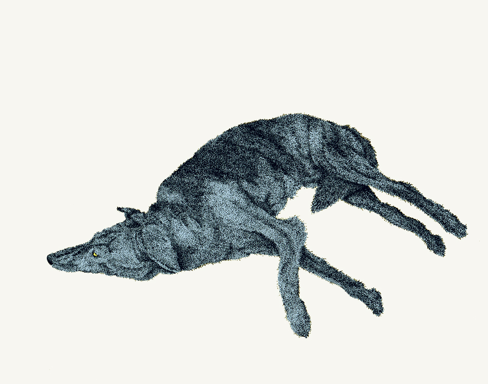 Dead Animal PNG - 170569