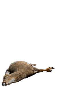 Dead Animal PNG - 170564