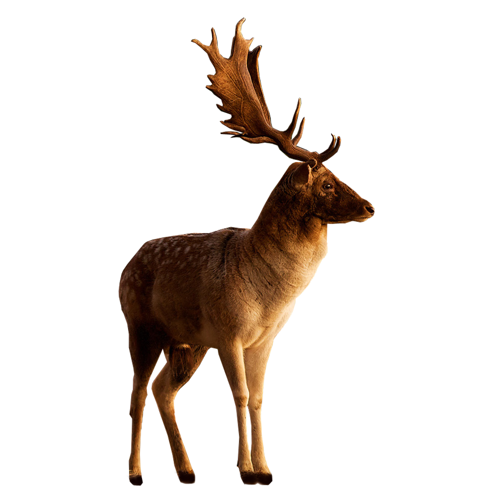 Elk PNG by LG-Design