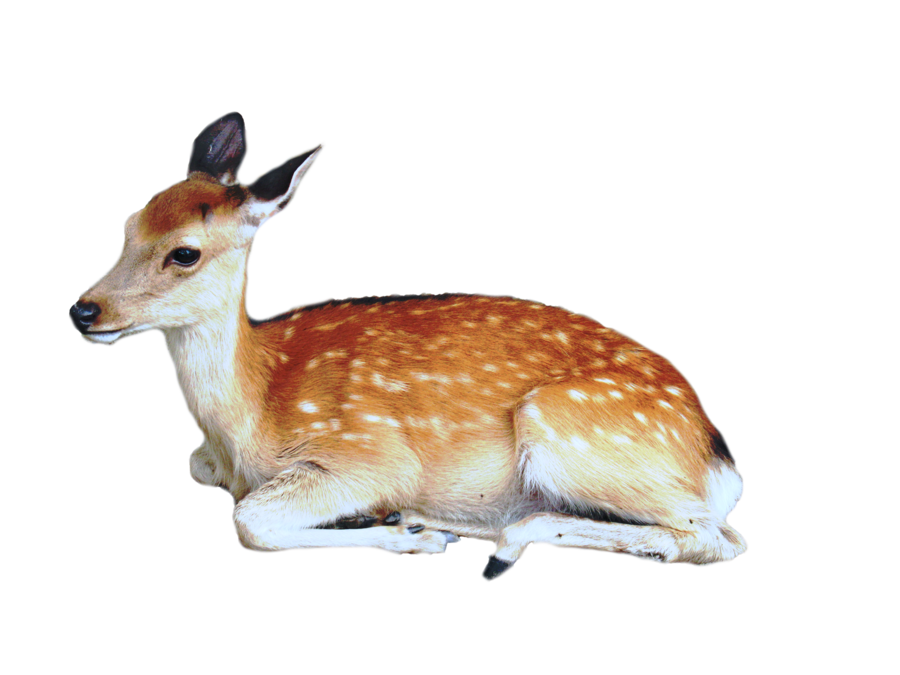 Deer HD PNG - 96399