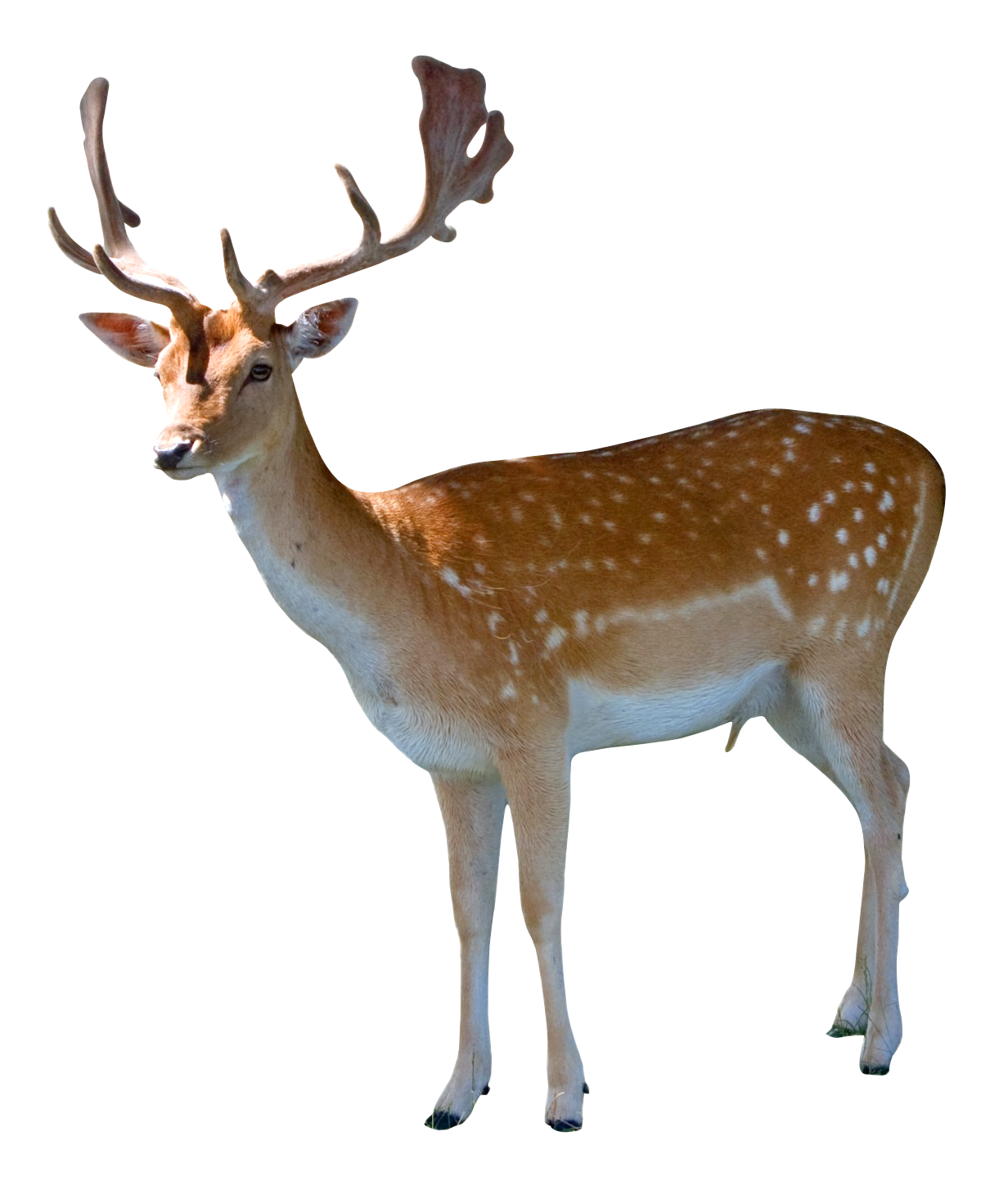 Deer HD PNG - 96385