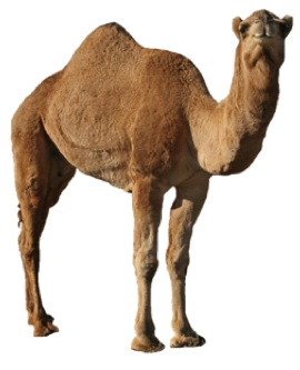 Desert Camel PNG - 153522