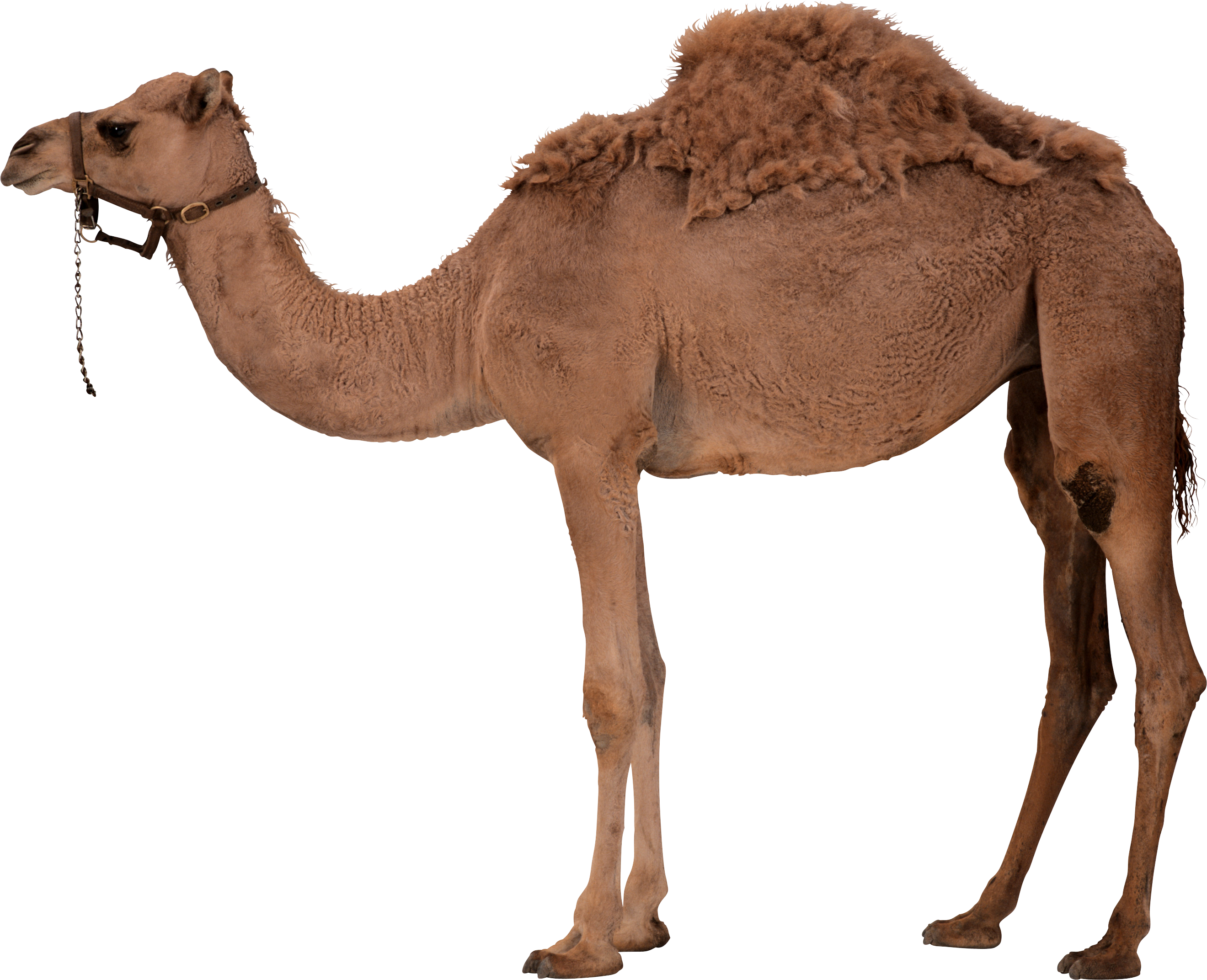 Desert Camel PNG-PlusPNG.com-