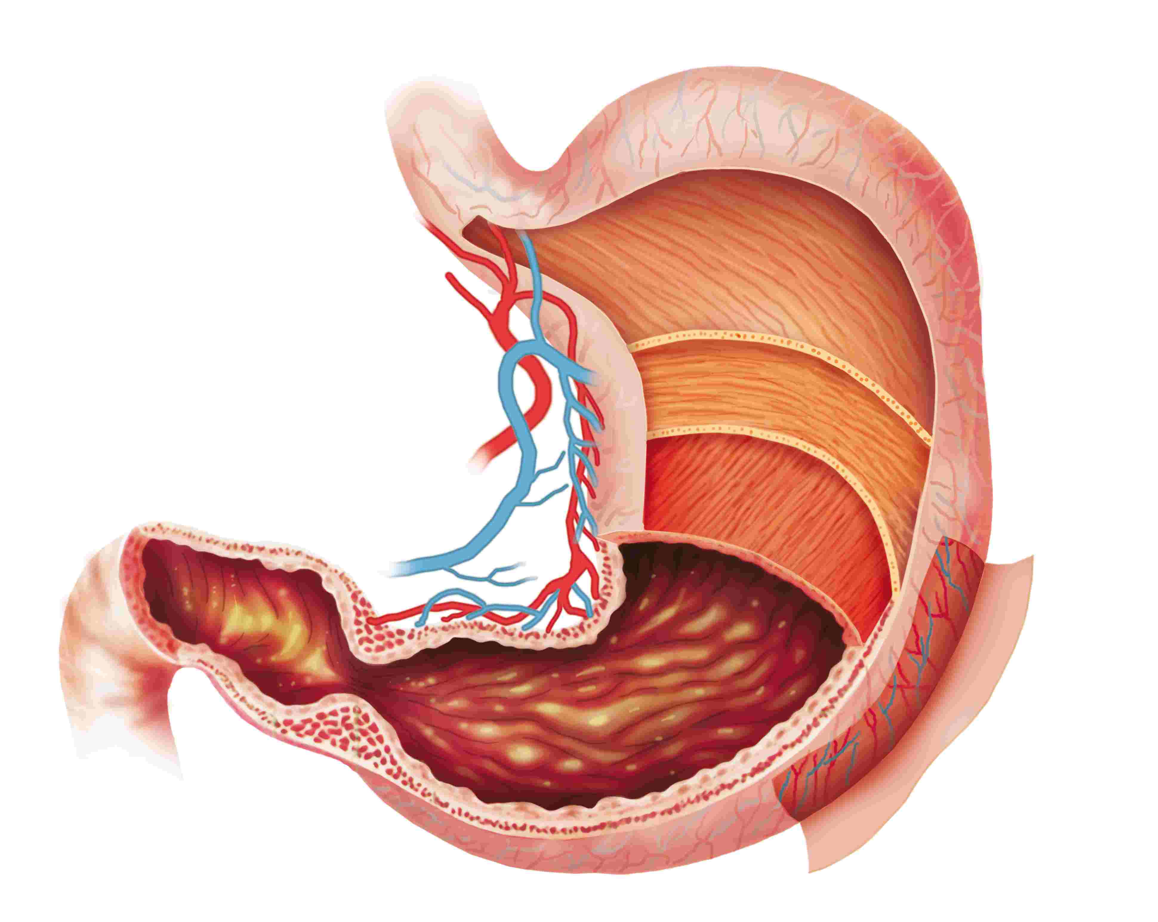 Digestive System PNG HD - 146014