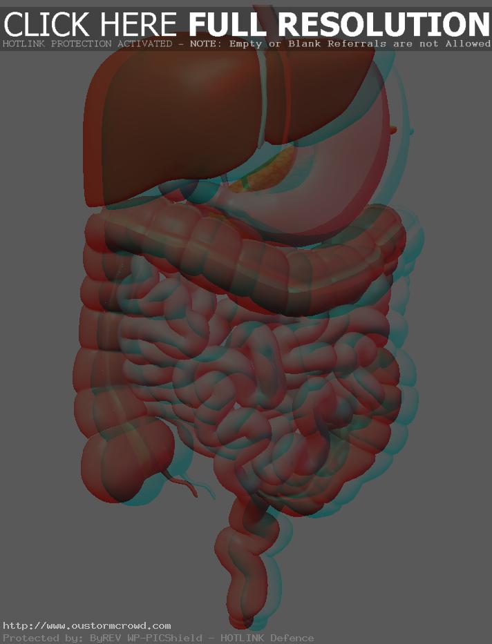 Digestive System PNG HD - 146013
