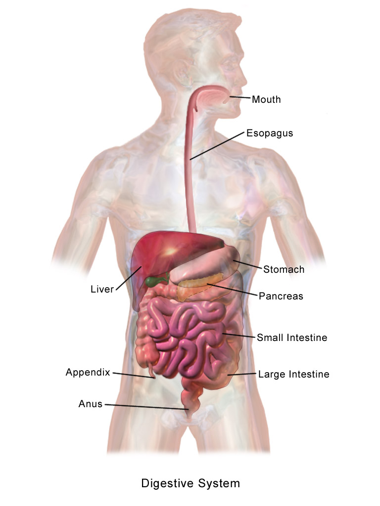 Digestive System PNG HD - 146004