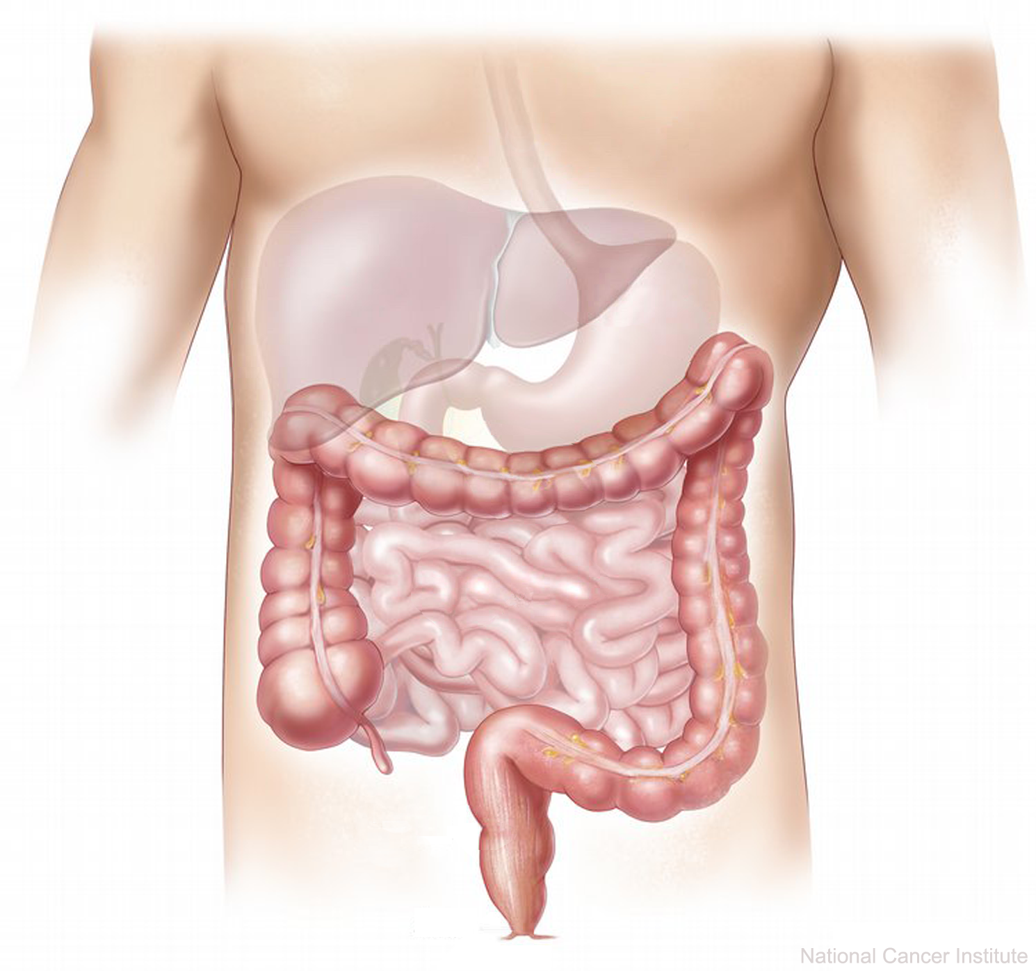 Digestive System PNG HD - 145999